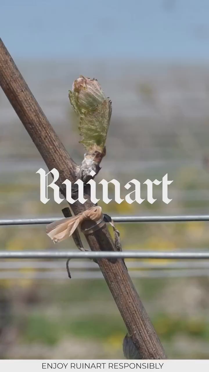 szampan ruinart